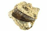 Fossil Raptor (Paronychodon?) Tooth - Montana #265956-1